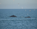 Humpback Whales_7