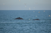 Humpback Whales_7