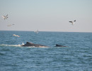 Humpback Whales_8