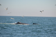 Humpback Whales_8