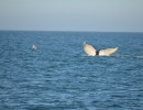 Humpback Whales_9