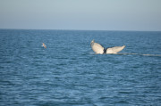 Humpback Whales_9