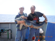 Blue Shark. Catch, tag & release.