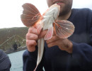 Red Gurnard.