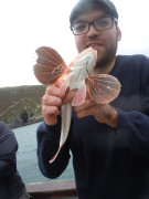 Red Gurnard.