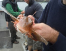 Red Gurnard.