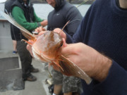 Red Gurnard.