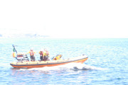 Drifting minke whale carcass.