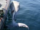 Minke whale alongside HARPY.