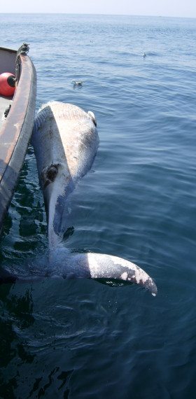 Minke whale.