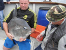 Ocean sunfish on deck