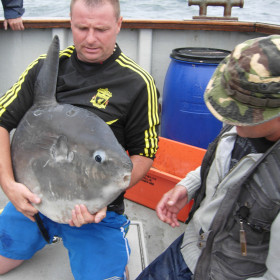 Ocean Sunfish