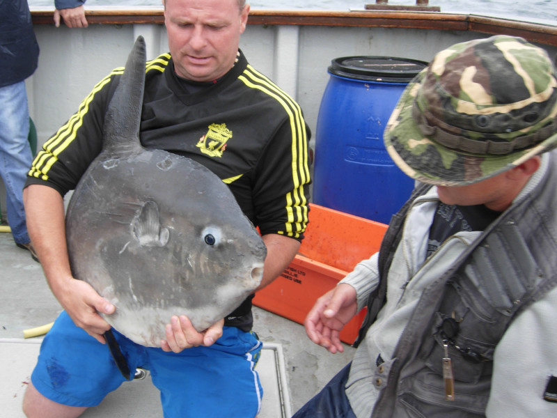 Ocean sunfish on deck