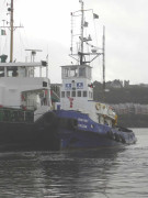 Fastnet Falcon