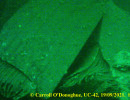 WW1 German u-boot UC-42_10